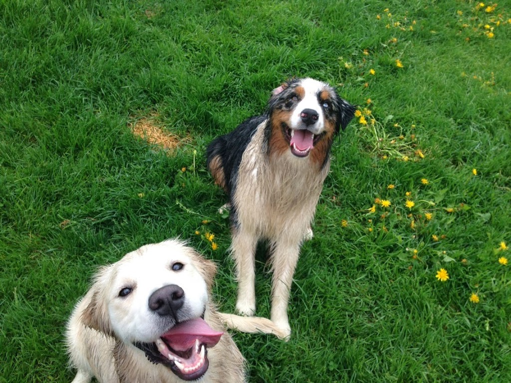 The Royal Pets Hotel and Spa | 2072 3 Line N, Shanty Bay, ON L0L 2L0, Canada | Phone: (705) 726-5034