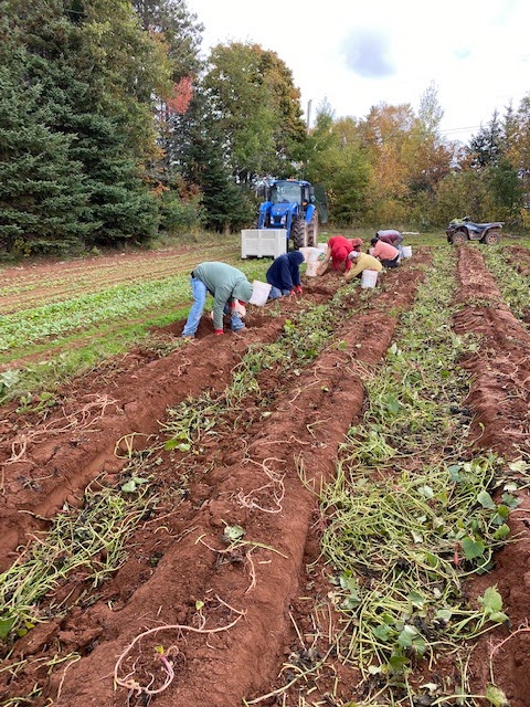 Westech Agriculture Ltd | 600 Church St, Alberton, PE C0B 1B0, Canada | Phone: (902) 853-4184