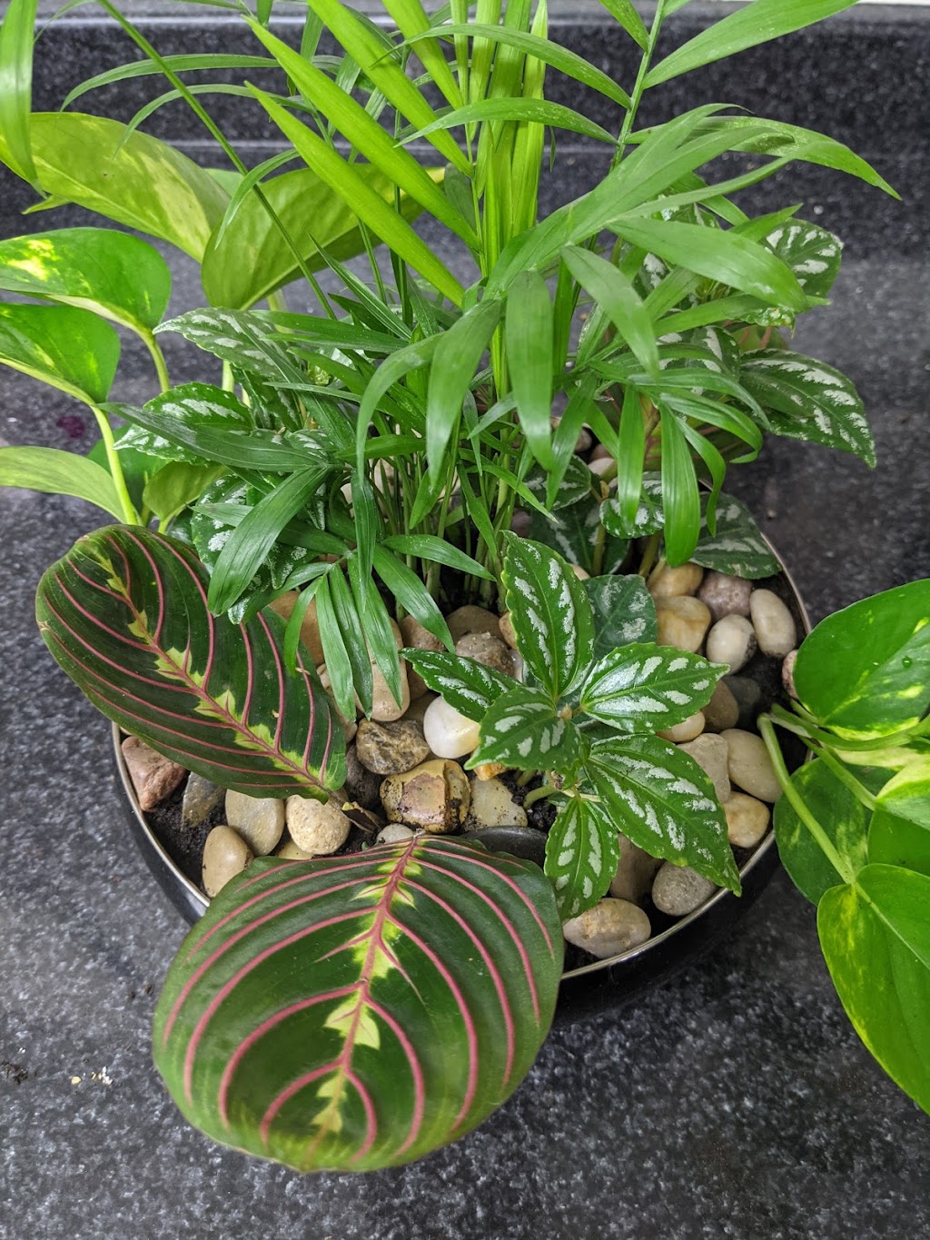Tropical North Plants | 180 Cundles Rd W, Barrie, ON L4N 5N2, Canada | Phone: (705) 710-4212
