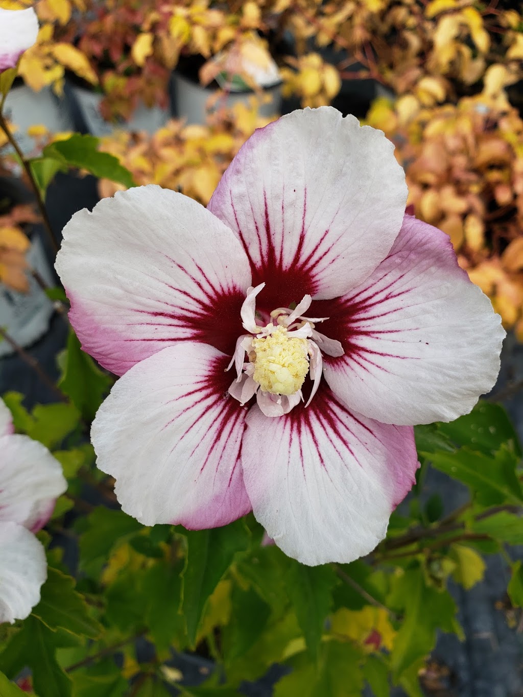 Greenlife Wholesale Nursery | 1770 Manotick Station Rd, Greely, ON K4P 1K4, Canada | Phone: (613) 692-3047