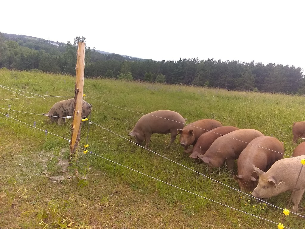 Kevin Farm | 445 Ballyduff Rd, Pontypool, ON L0A 1K0, Canada | Phone: (250) 415-7106