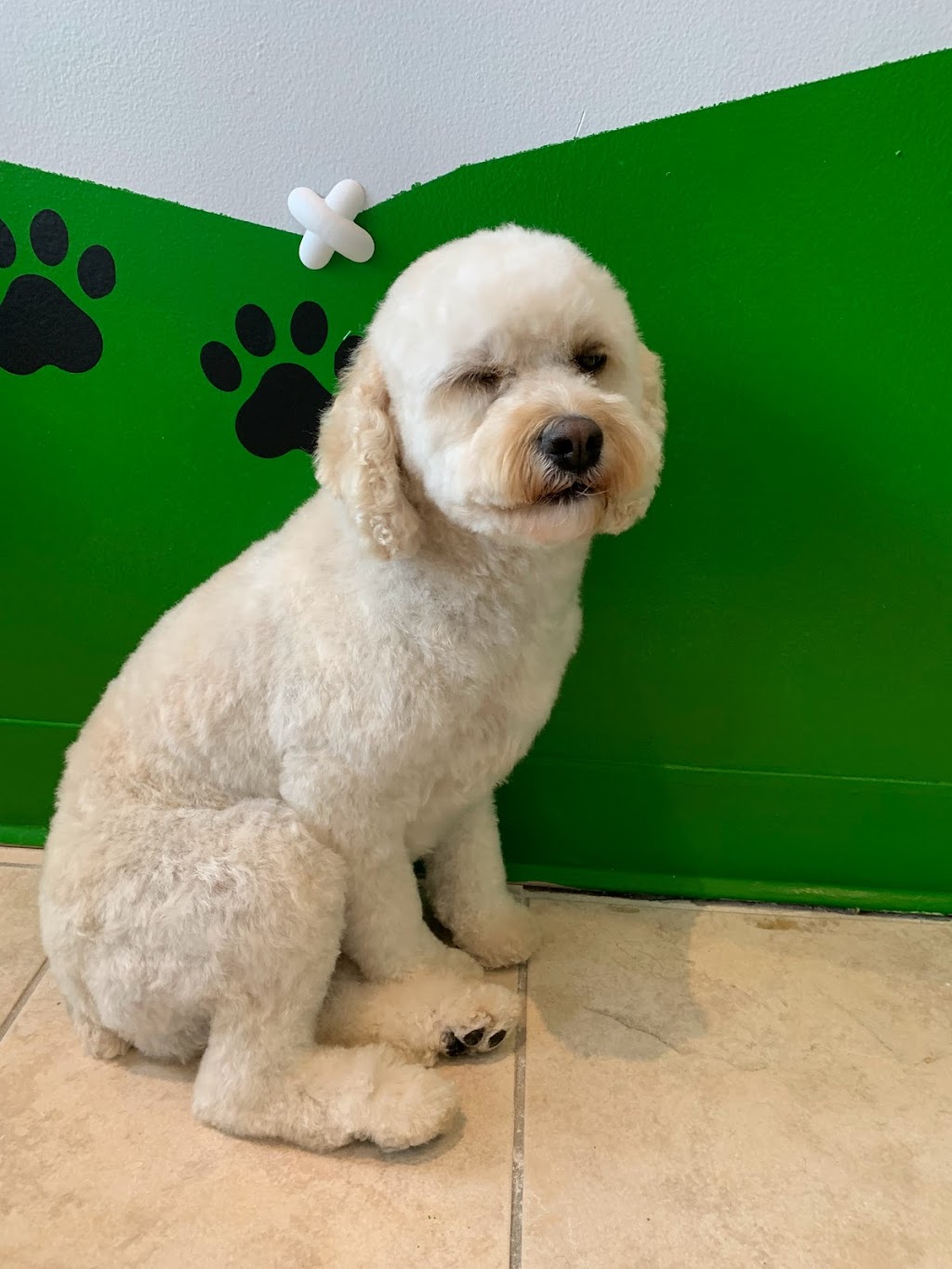 Wooflet Dog Grooming | 9218 Yonge St Unit 6, Richmond Hill, ON L4C 7A2, Canada | Phone: (416) 666-8714