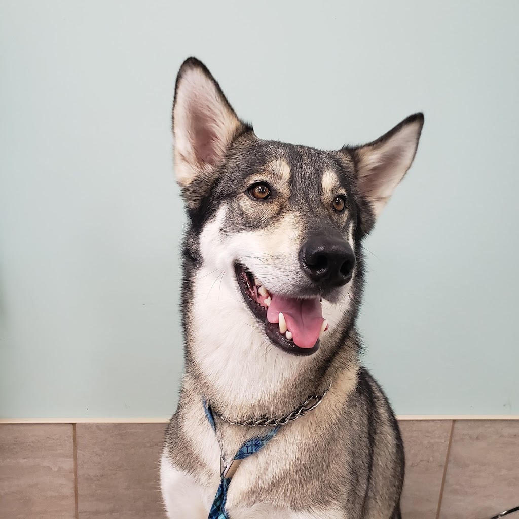 pampered Pups by jamie | 838 Development Dr, Kingston, ON K7M 5V7, Canada | Phone: (613) 983-3889