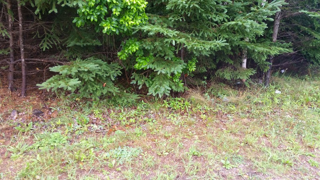 Forest Hills Disc & Golf Course | 286 Forest Hills Ln, Hunter River, PE C0A 1N0, Canada | Phone: (902) 963-2887