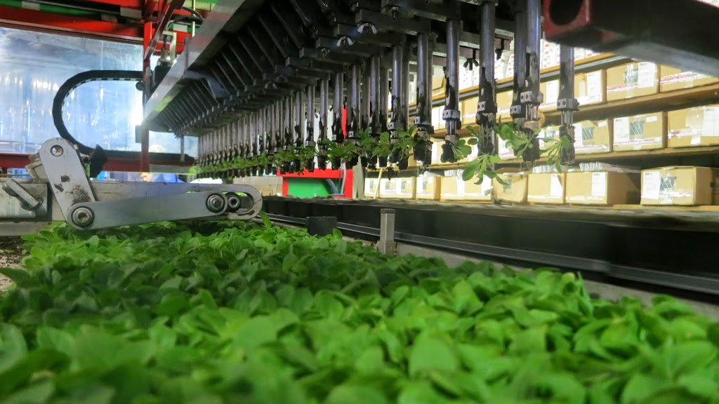 Scharringa Greenhouses Ltd | 379 Concession 4 W, Waterdown, ON L0R 2H2, Canada | Phone: (905) 689-5910