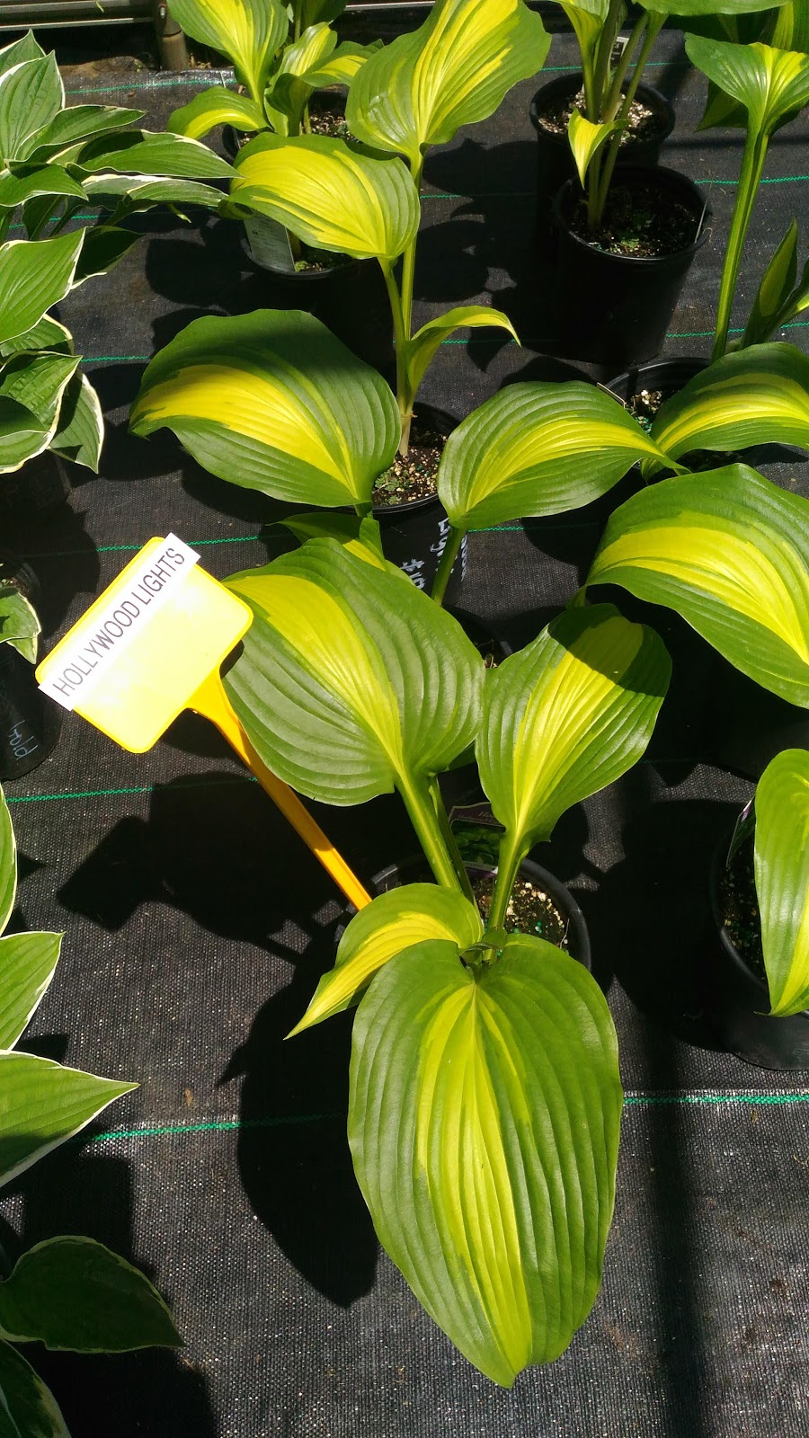 Hosta Choice Gardens | 4897 Irish Dr, Appin, ON N0L 1A0, Canada | Phone: (519) 289-5471