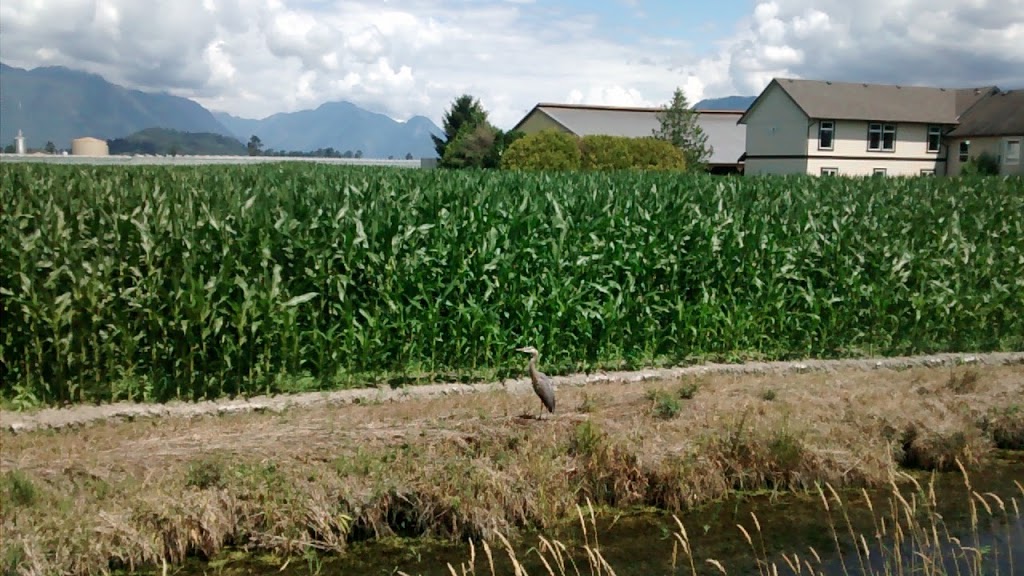 Hammingview-Farms-Ltd | 20153 Old Dewdney Trunk Rd, Pitt Meadows, BC V3Y 1Z1, Canada | Phone: (604) 465-4016