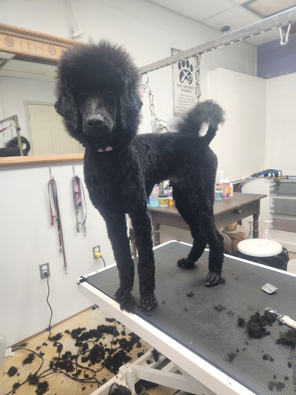Pup Scrubs | 257 Talbot Street Rear, St Thomas, ON N5P 1B3, Canada | Phone: (519) 694-8827
