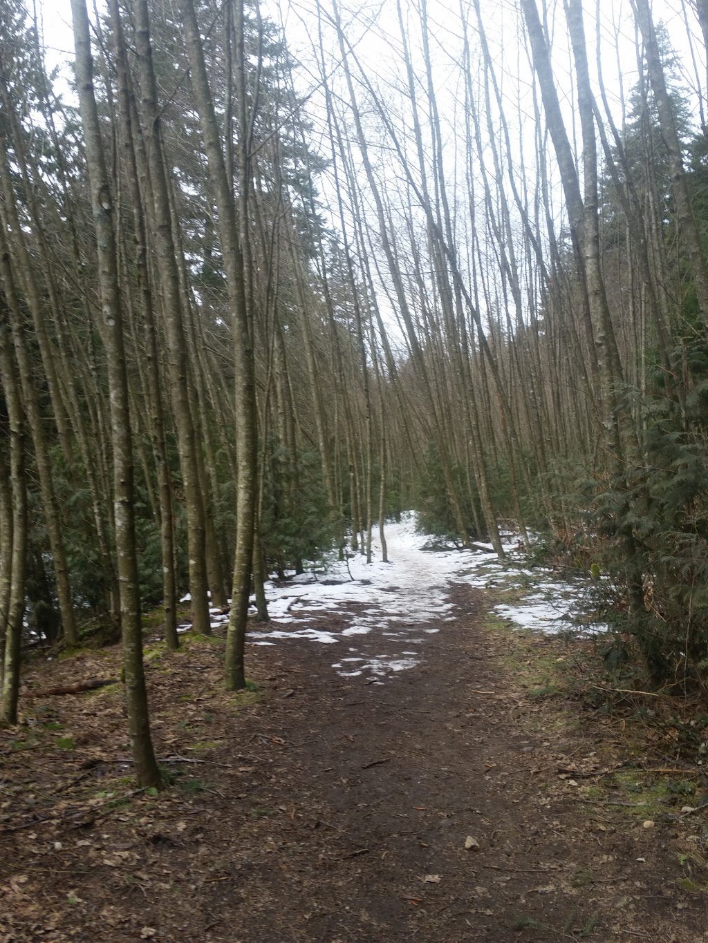 Bert Flinn Trails | David Ave, Port Moody, BC V3H 4Z7, Canada | Phone: (604) 469-4676
