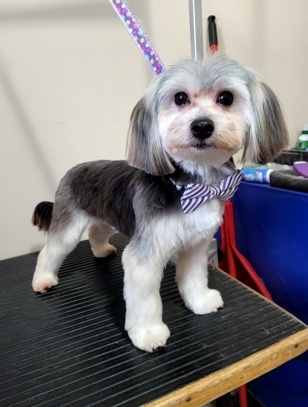 Kirstens Grooming | 669 Evergreen Park NW, Edmonton, AB T5Y 4M2, Canada | Phone: (780) 222-7363