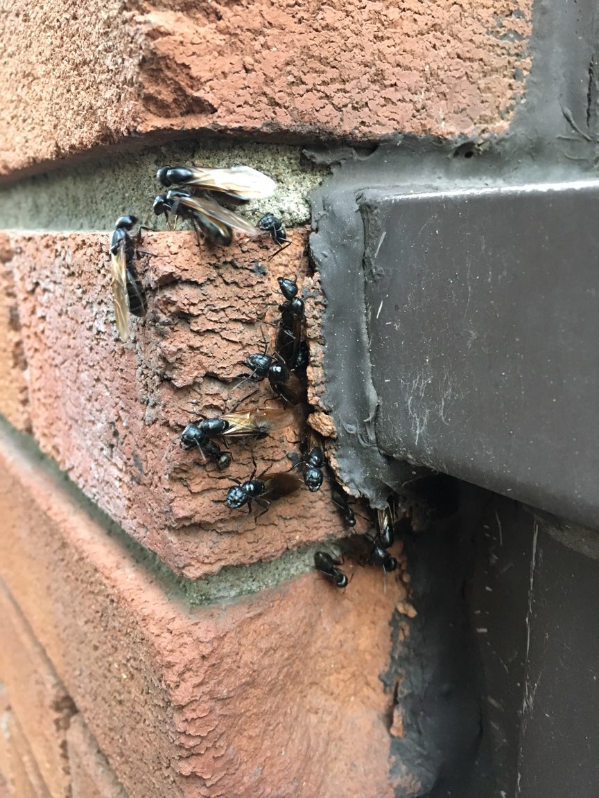 BUDGET EXTERMINATION Gestión Parasitaire | 2851 Rue Martigny, Longueuil, QC J4L 4G2, Canada | Phone: (514) 502-3401