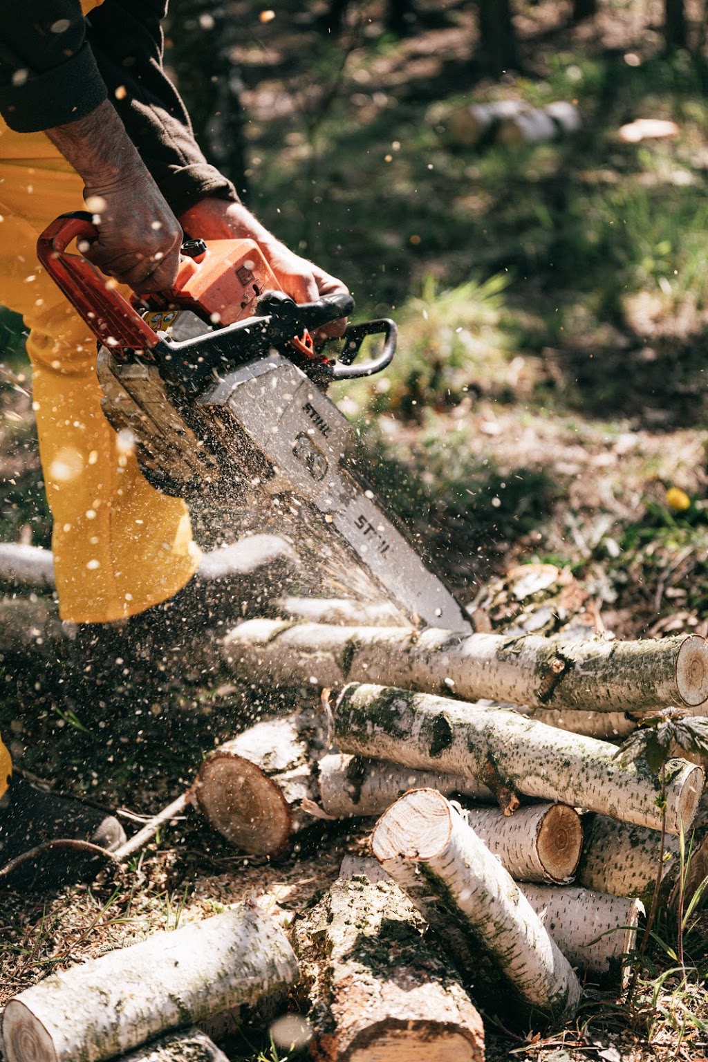Arborcorp Tree Experts | 251 Third Line, Oakville, ON L6L 4A2, Canada | Phone: (905) 827-9103