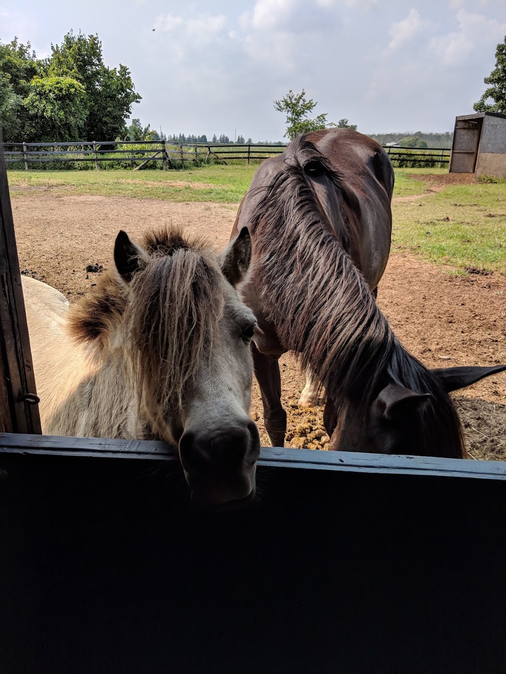 Ridgedale Equestrian (East) | 342 Kemp Rd W, Grimsby, ON L3M 4E7, Canada | Phone: (905) 979-8140