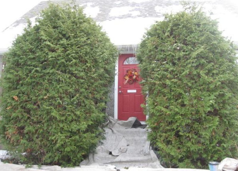 Chris Tree Service | 2408 Drury Ln, Ottawa, ON K2C 1G5, Canada | Phone: (613) 829-7548