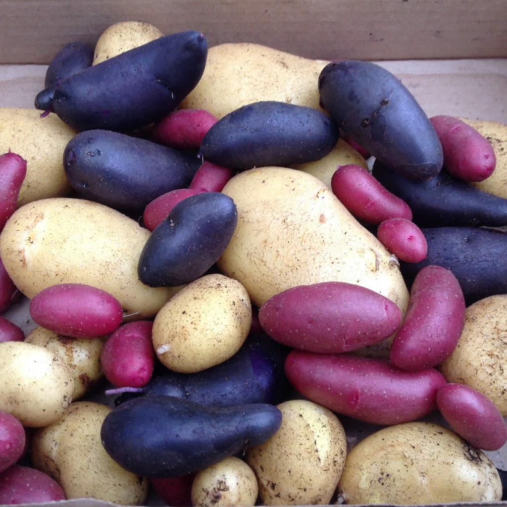 Country Road Greenhouses | 52043 Range Rd 231, Sherwood Park, AB T8B 1A2, Canada | Phone: (780) 467-5784