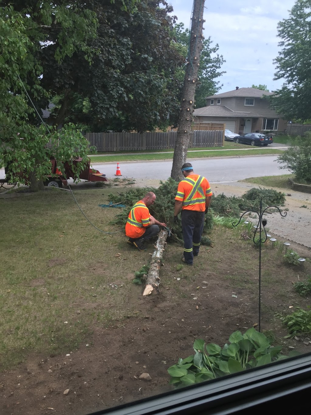 Tarzan Tree Removal, Barrie ON | 40 Yonge St N, Elmvale, ON L0L 1P0, Canada | Phone: (705) 718-9093