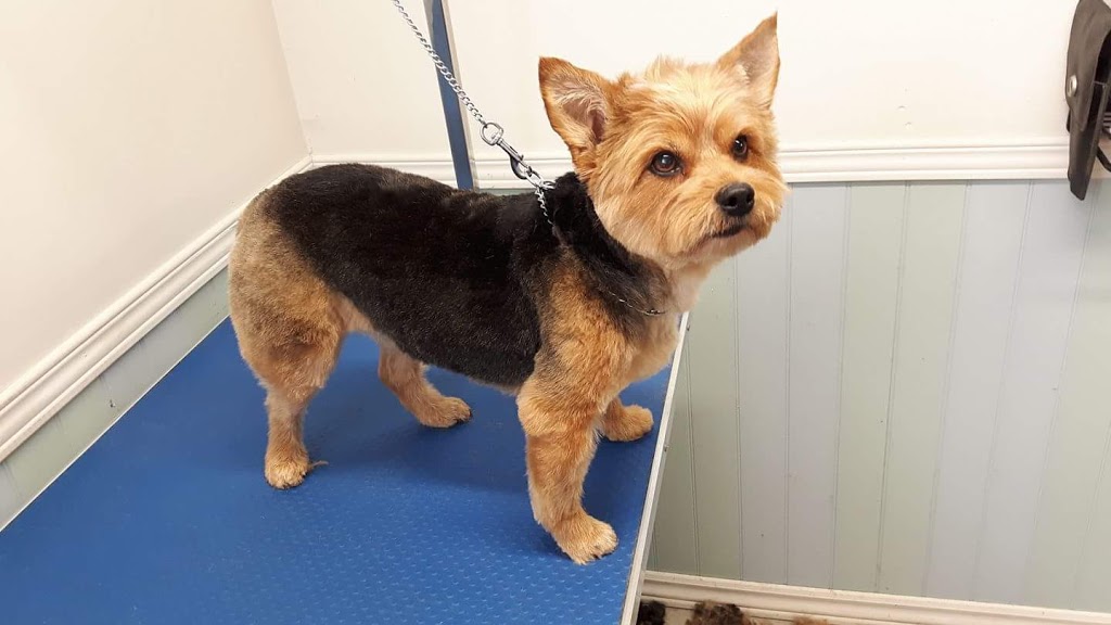 Cicis Coiffure Canine | 3480 Rue College, Sherbrooke, QC J1M 0B8, Canada | Phone: (819) 349-6852