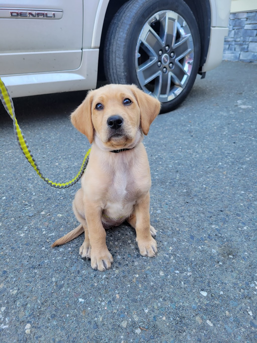 Coombs Veterinary Hospital | 2450 Alberni Hwy, Coombs, BC V0R 1M0, Canada | Phone: (250) 947-9364