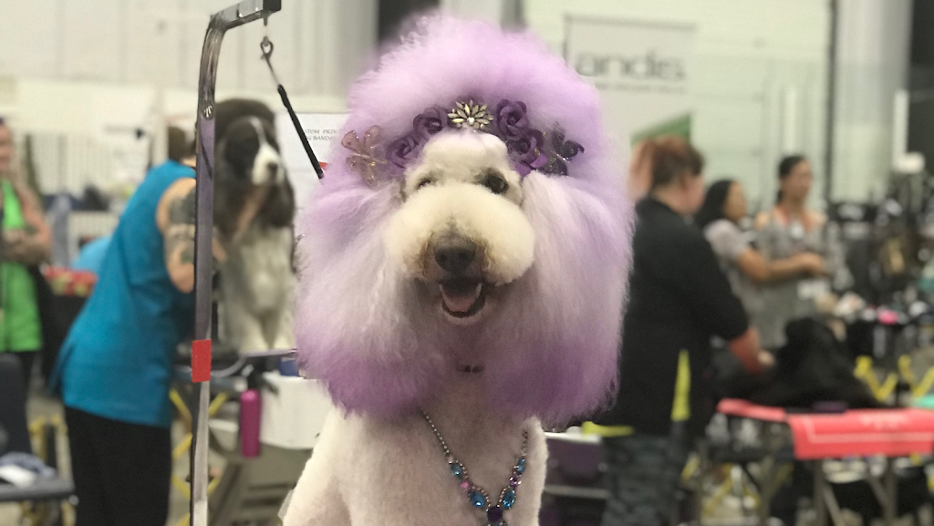 Ooh La La Pet Spaw | Mount Pearl Plaza, 7 Commonwealth Ave, Mount Pearl, NL A1N 1W3, Canada | Phone: (709) 758-7729