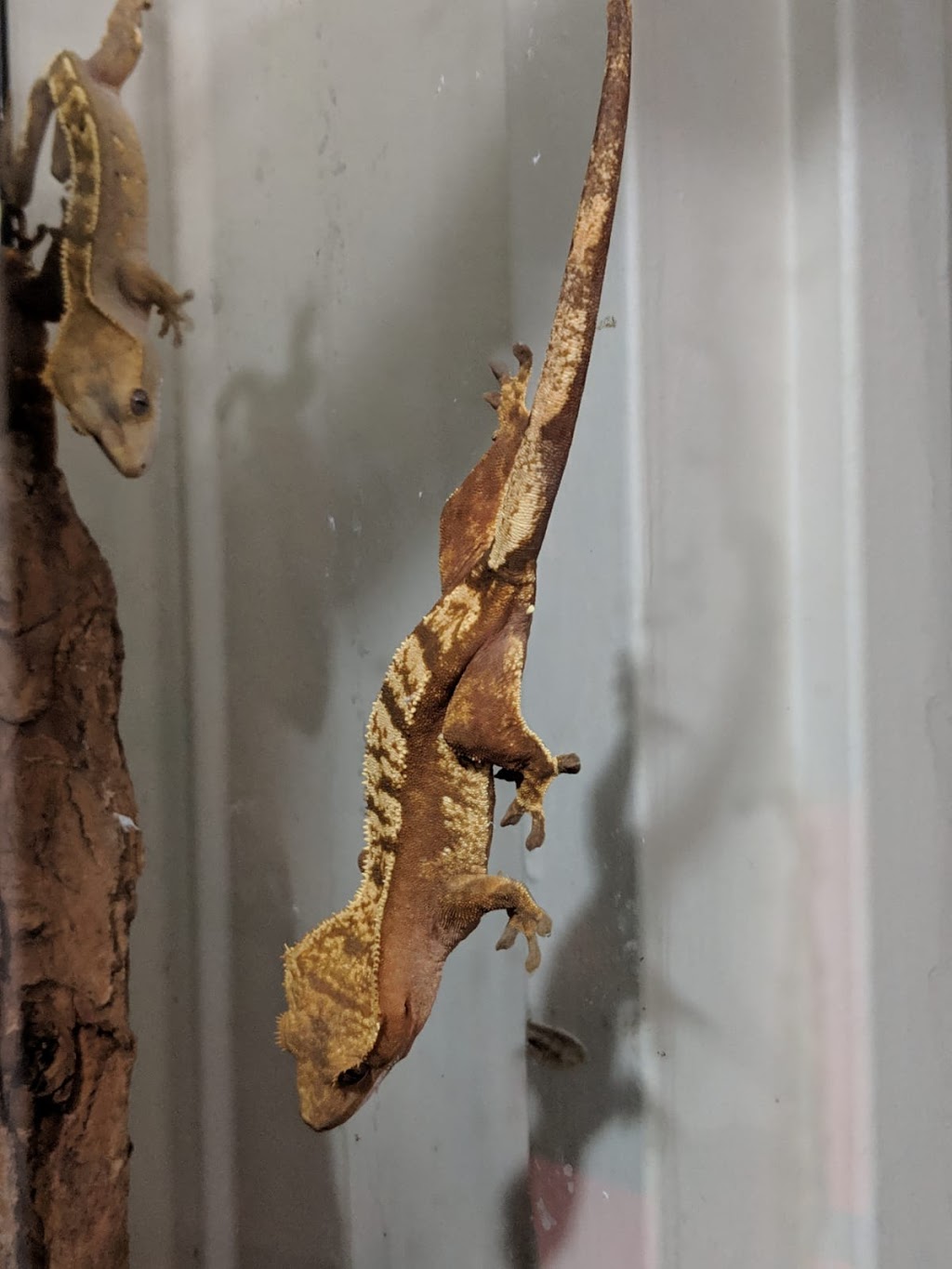 Totally Reptiles | 177 A Blossom Ave, Brantford, ON N3T 5L9, Canada | Phone: (519) 865-6635
