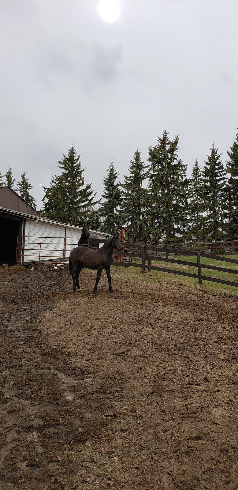 Riverview Riding and Respite | 2-6 Upland Dr, Spruce Grove, AB T7Y 1B9, Canada | Phone: (780) 719-9982