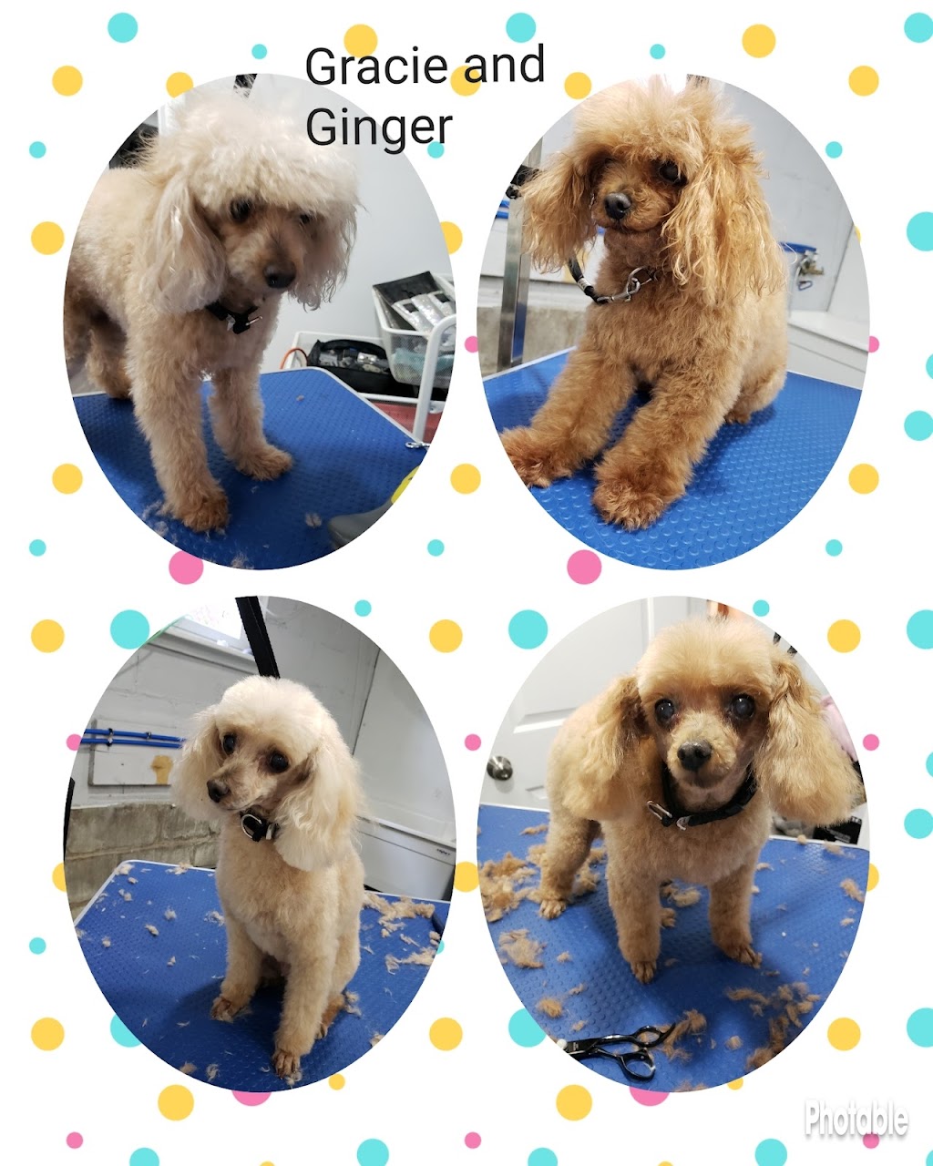Melanie’s Mutts On The Mountain | E 17th St, Hamilton, ON L9A 4M1, Canada | Phone: (647) 705-5834