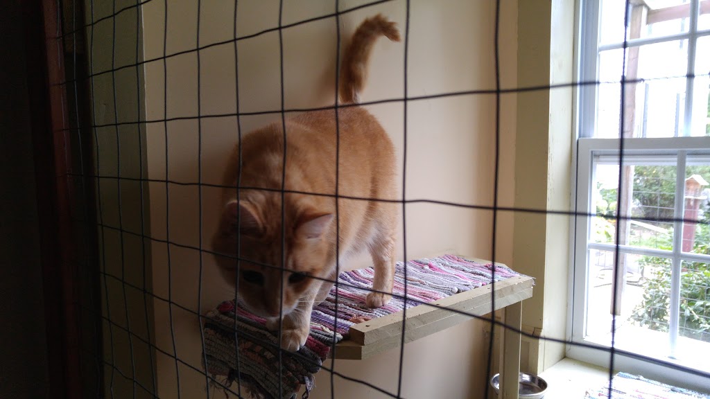 Valley Cat Hotel | 1804 Hall Rd, Berwick, NS B0P 1E0, Canada | Phone: (902) 698-3827