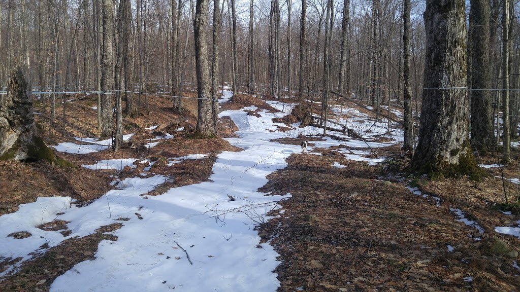 Hi Vue Maples | 178 Stevens Mills Slide Rd, Richford, VT 05476, USA | Phone: (802) 752-8888
