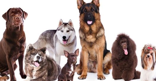 Clippity Do Dog | 3288 Nova Scotia Trunk 7, Lake Echo, NS B3E 1C6, Canada | Phone: (902) 402-1466