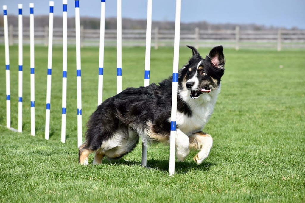 Flash Go. Dog Training | 2886 London Line, Sarnia, ON N7T 7H2, Canada | Phone: (519) 466-5819