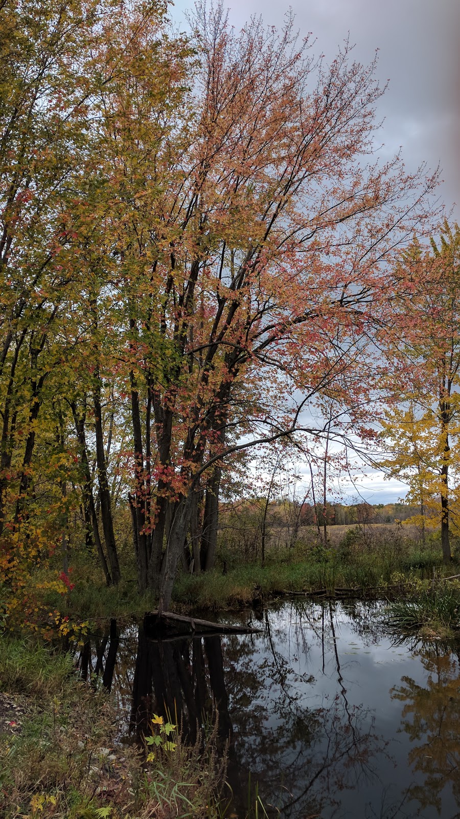 Parc national de Plaisance | 1001 Chemin de la Grande Presquîle, Plaisance, QC J0V 1S0, Canada | Phone: (800) 665-6527