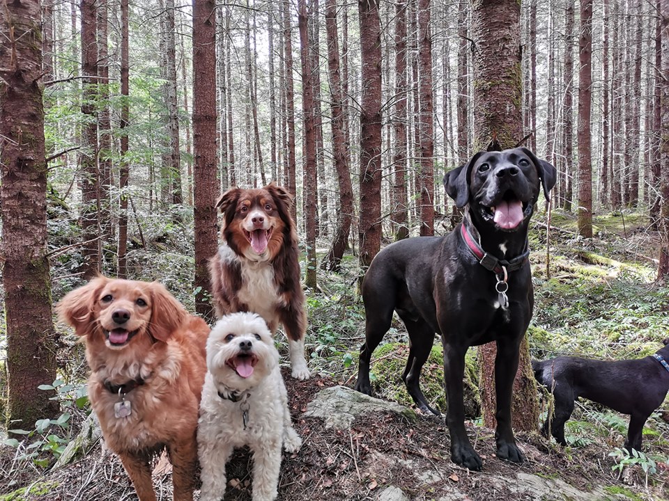 Just Doggin It Adventures Ltd. | 6611 Bear Lake Rd, Mesachie Lake, BC V0R 2N0, Canada | Phone: (250) 580-8364