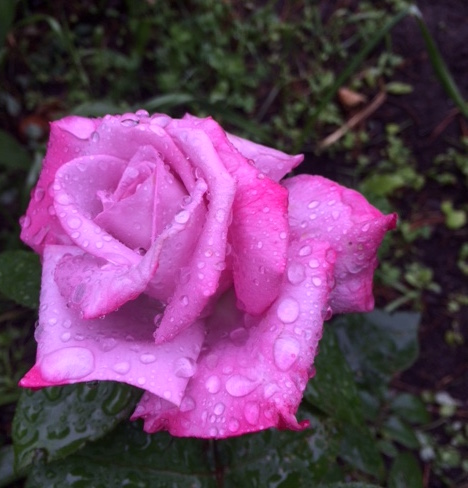 Hills Florist & Greenhouses | 182 Lindsay St S, Lindsay, ON K9V 2N3, Canada | Phone: (705) 324-2412