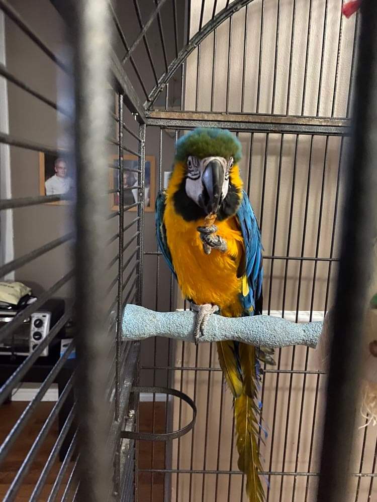 Winged Oasis Parrot Rescue | 571 Giroux St, Pembroke, ON K8A 4G8, Canada | Phone: (289) 829-0294