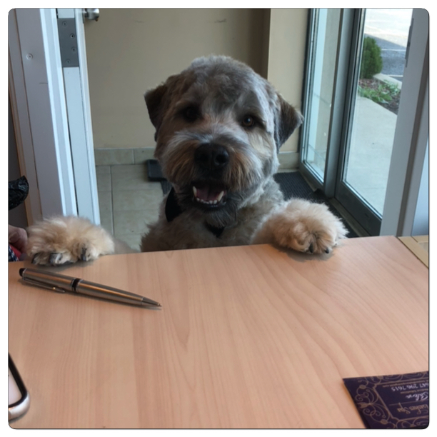 Adorable Pet Grooming & Boutique | 340 Henry St Unit # 19, Brantford, ON N3T 6L2, Canada | Phone: (519) 770-5041