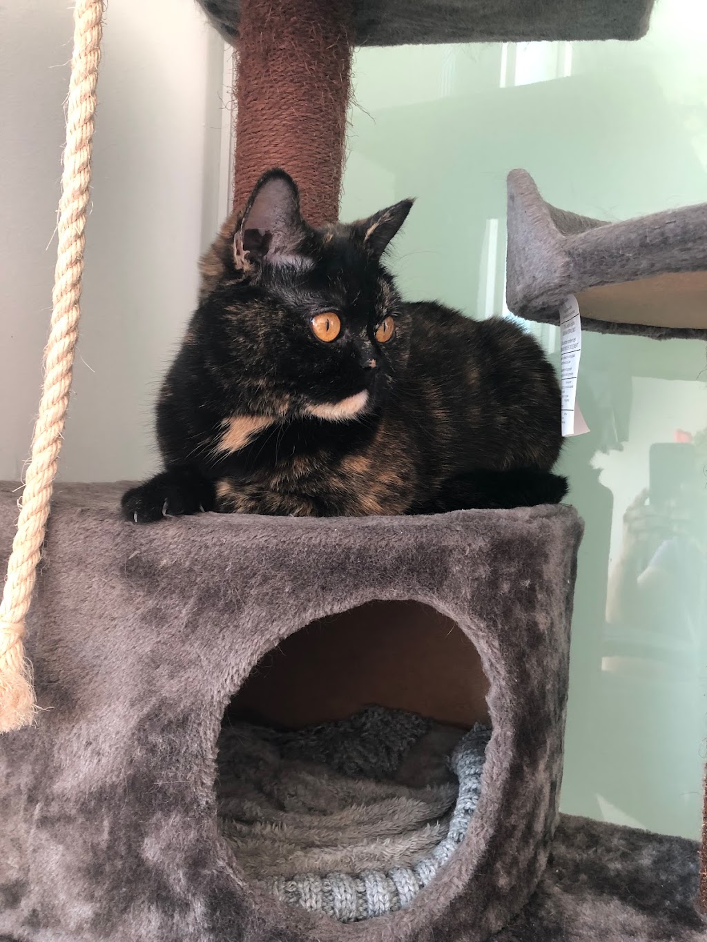 Pet Valu | 339 College St W, Toronto, ON M5T 1S2, Canada | Phone: (416) 944-0314