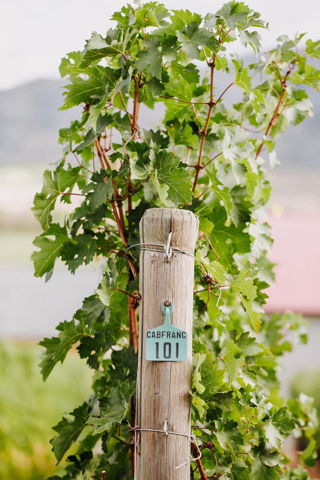 Gold Hill Winery | 3502 Fruitvale Way, Oliver, BC V0H 1T1, Canada | Phone: (250) 495-8152