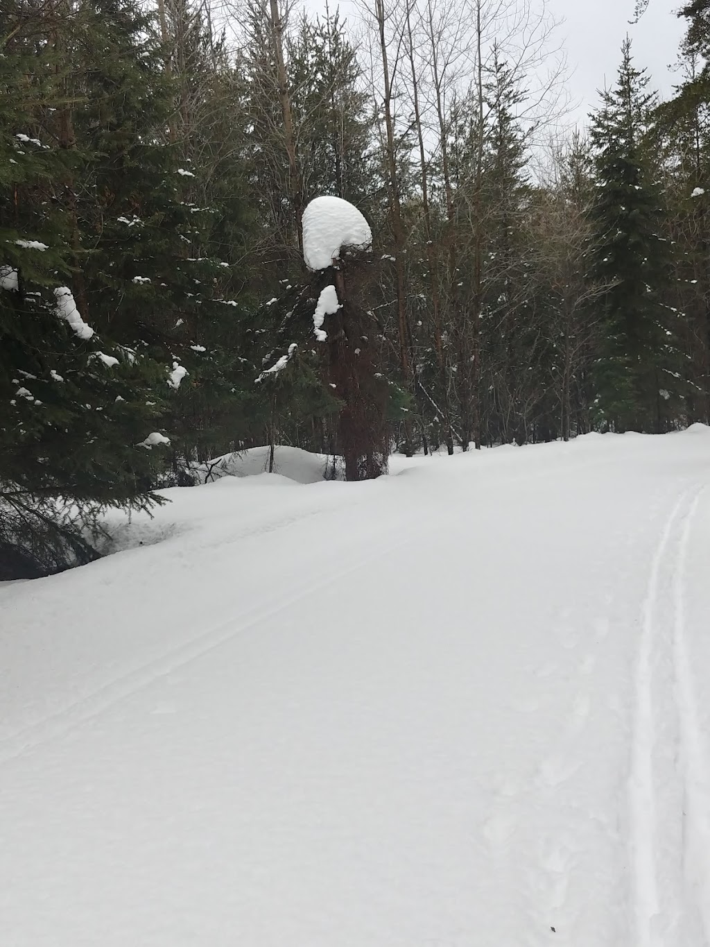 Temiskaming Nordic Ski Club | Forest Access Rd, Coleman, ON P0J 1P0, Canada | Phone: (705) 679-5106