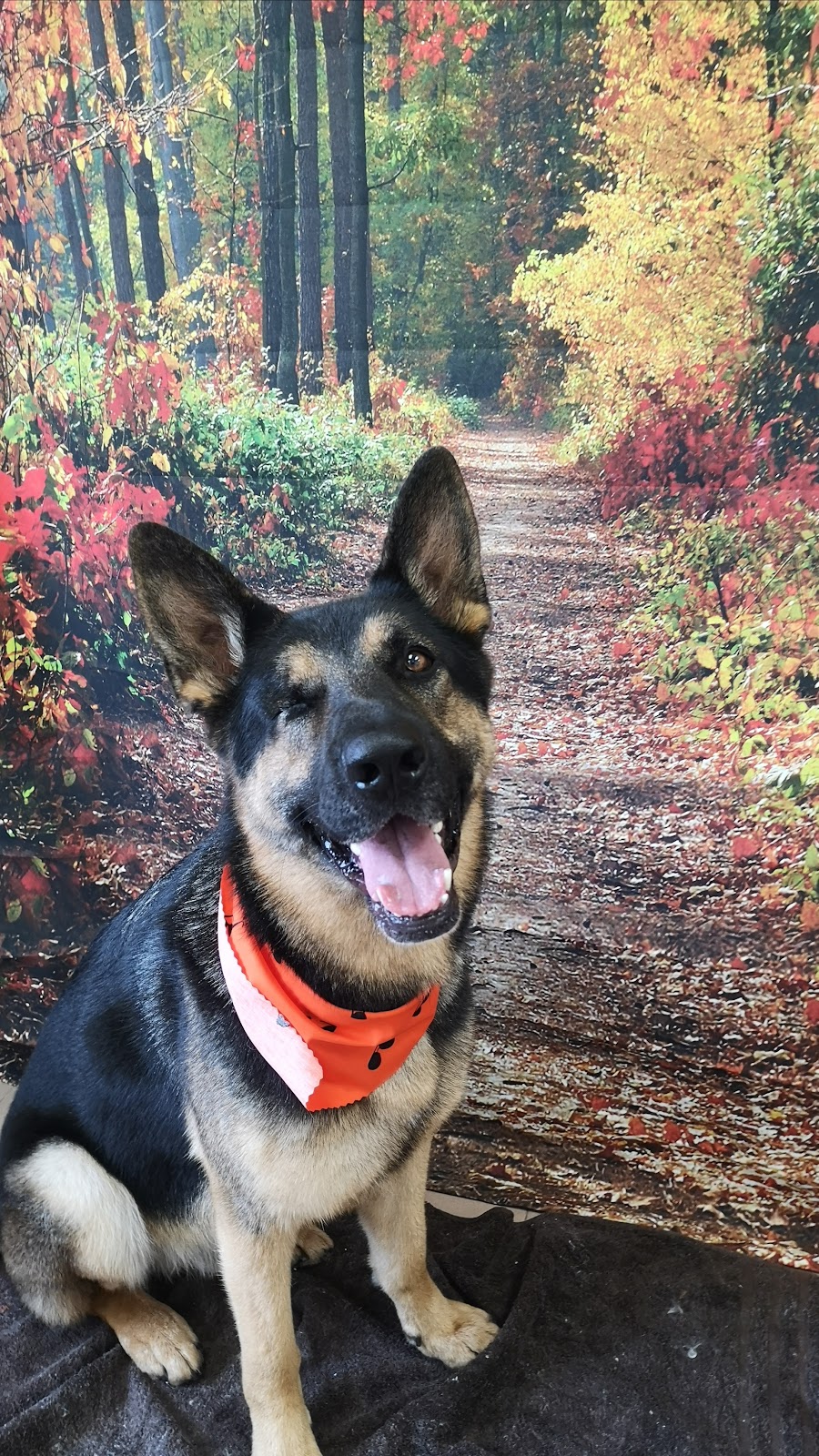 Beast To Beauty Pet Styling | 69 McLeod Dr, Aurora, ON L4G 5C1, Canada | Phone: (905) 713-0330