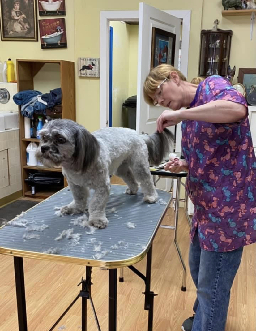Tender Touch Pet Grooming | 449 Main St #5, Ile des Chênes, MB R0A 0T0, Canada | Phone: (204) 781-4741