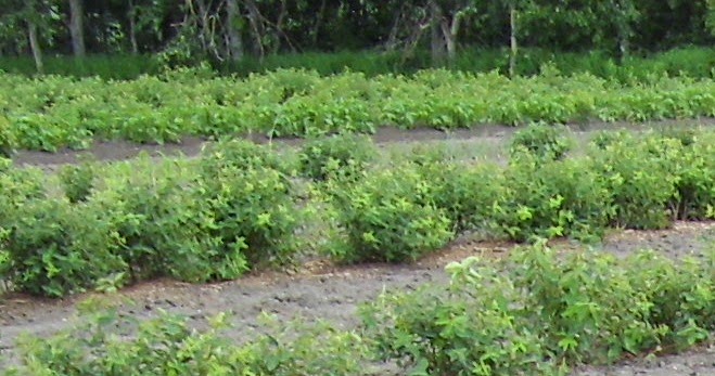 Northern Light Orchards | St. Louis No. 431, SK S0J 1B0, Canada | Phone: (306) 749-3216
