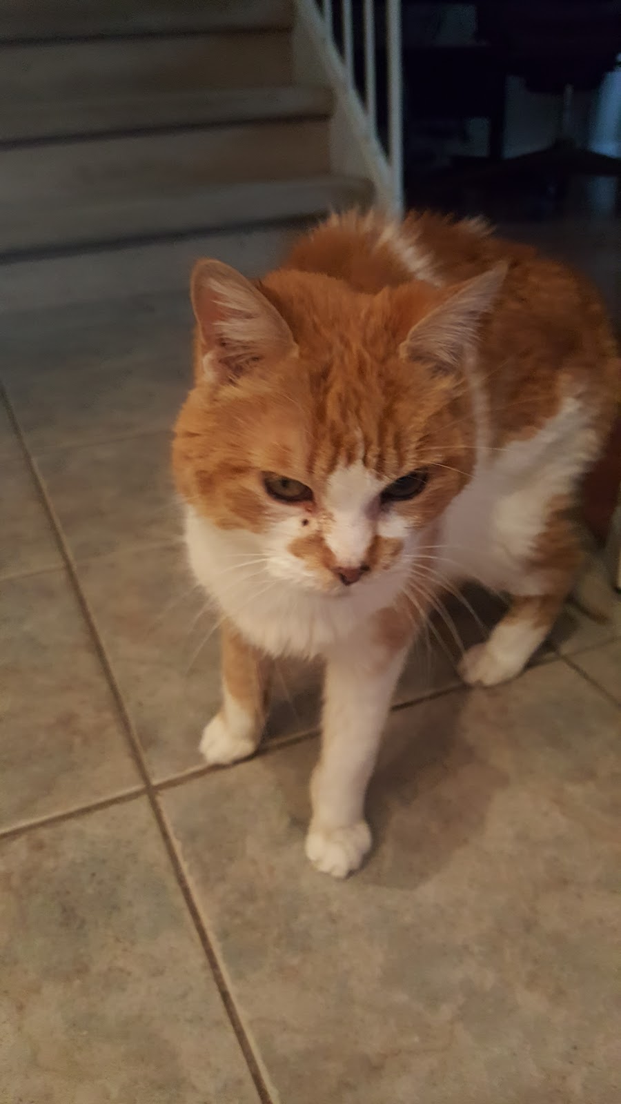 Greenbank Animal Hospital | 3160 Greenbank Rd, Nepean, ON K2J 4H6, Canada | Phone: (613) 825-2902