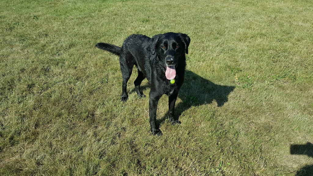 Kingston Canine Center | 3142 Princess St, Kingston, ON K7P 0K6, Canada | Phone: (613) 634-9403