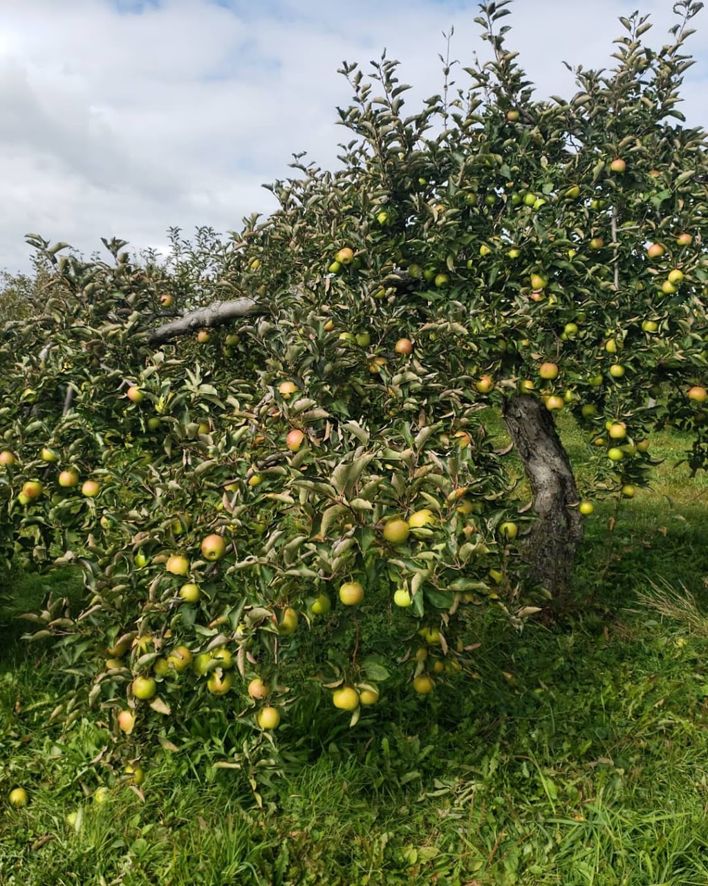 Drummond Farms | 69 Concession 5 Rd E, Waterdown, ON L0R 2H1, Canada | Phone: (905) 689-4724