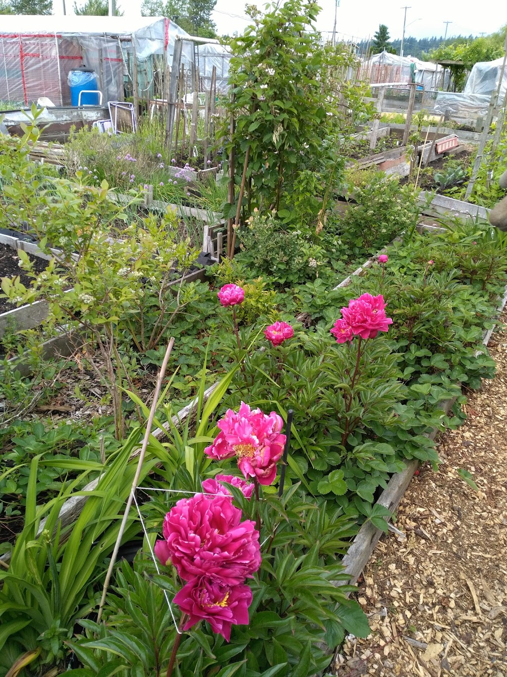 Burnaby and Region Allotment Garden | Meadow Ave, Burnaby, BC V3N 1Y6, Canada
