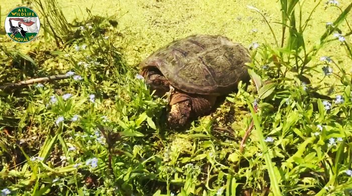 All Wildlife Removal Inc. | 751 Old York Rd, Burlington, ON L7P 4X8, Canada | Phone: (877) 221-2999