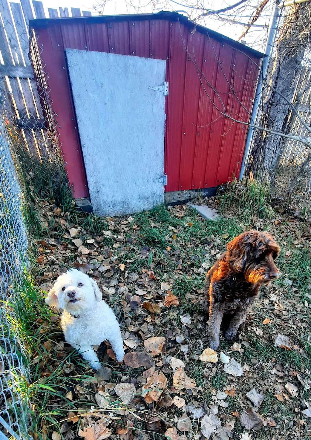 Country Kennels | 48412 Range Rd 260 RR 1 Stn Main, Leduc, AB T9E 2X1, Canada | Phone: (780) 986-4664