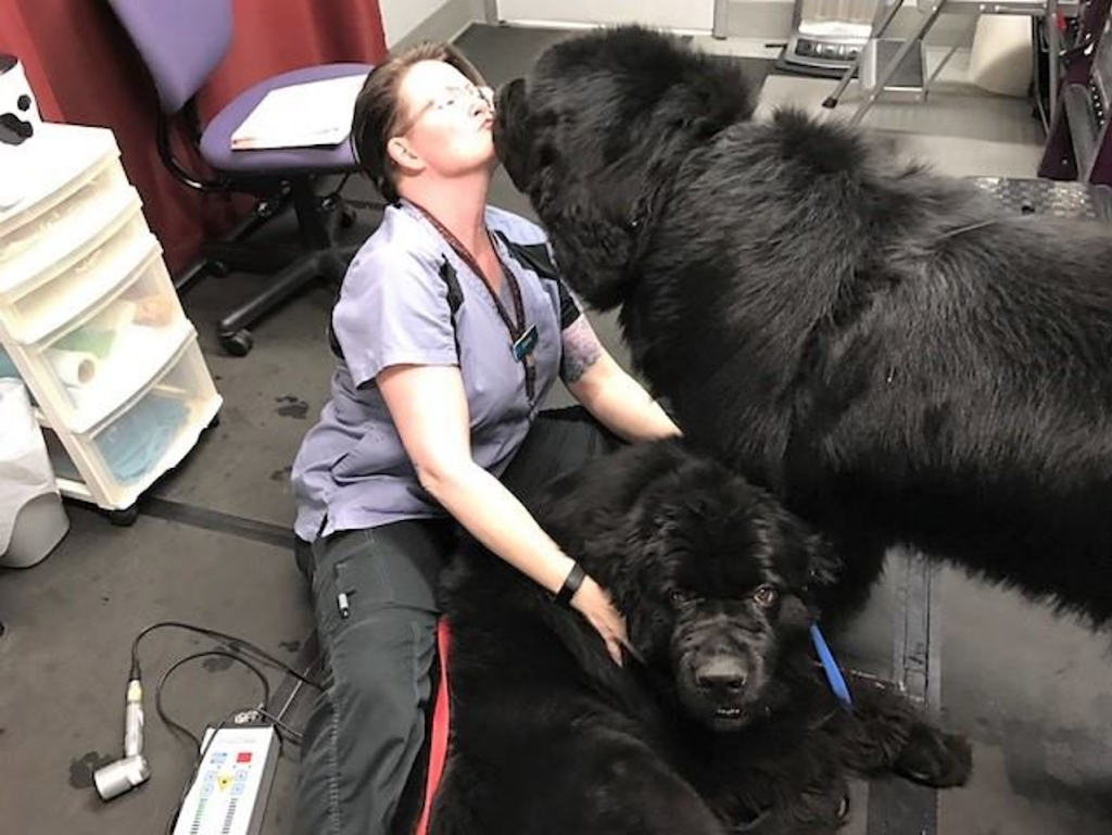 Canine Fitness Centre | 4515 Manhattan Rd SE, Calgary, AB T2G 4B3, Canada | Phone: (403) 204-0823