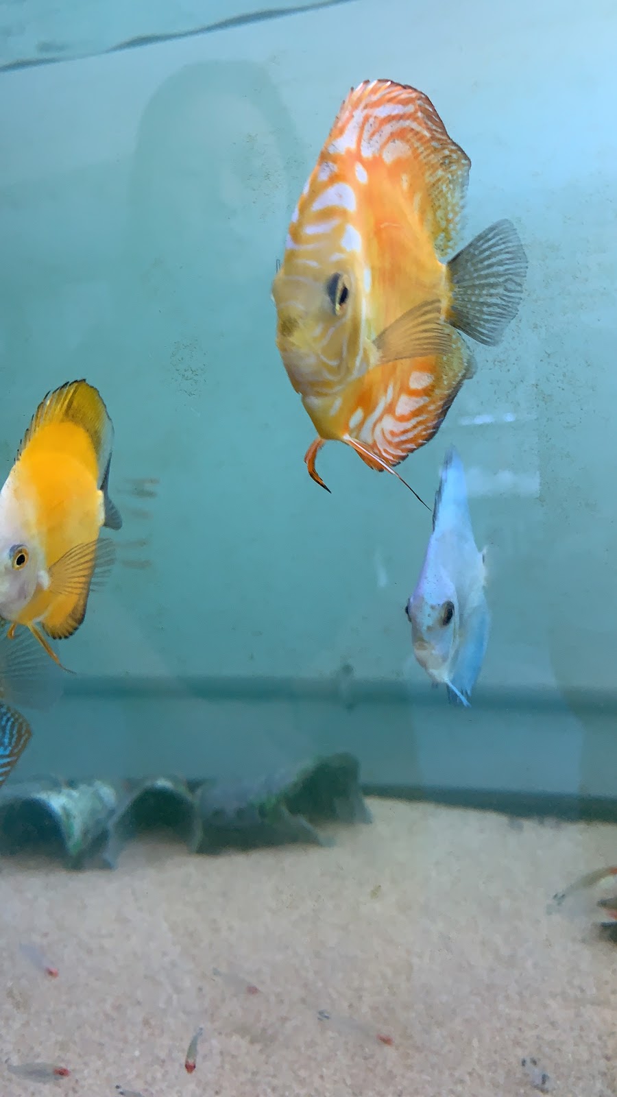 Poseidon Specialised Pet Store | 787 Boul. Louis-XIV, Québec, QC G1H 1A3, Canada | Phone: (418) 623-0821