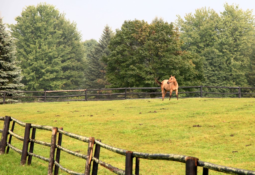 Fox Den Farms | 13601 Leslie St, Richmond Hill, ON L4E 1A2, Canada | Phone: (905) 888-1115